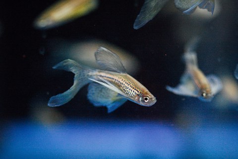 Ein Bild von einem schwimmenden Fisch. Andere Fische sind unscharf im Hintergrund zu sehen.