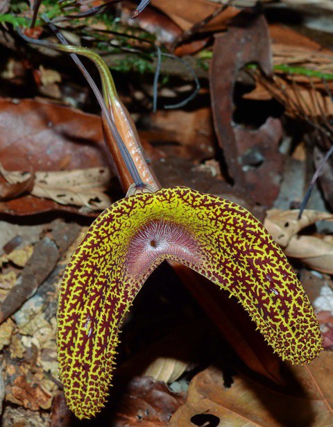 Blüte der Aristolochia wankeana